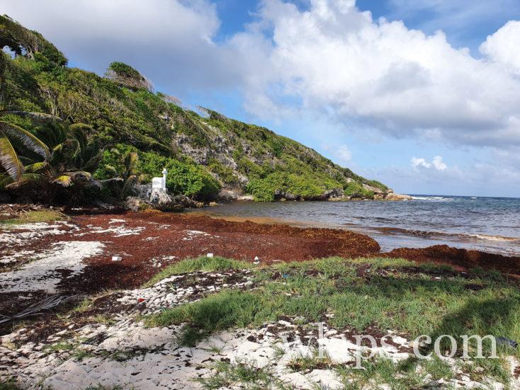 plage Anse à la Baie avec algues brunes