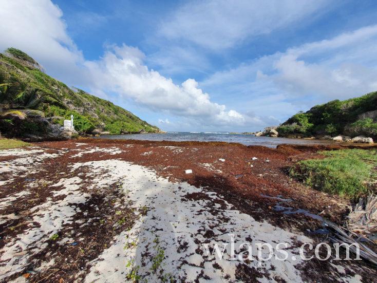 algues brunes à la plage Anse à la Baie
