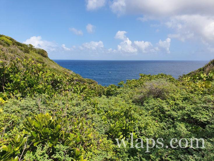 végétation de guadeloupe