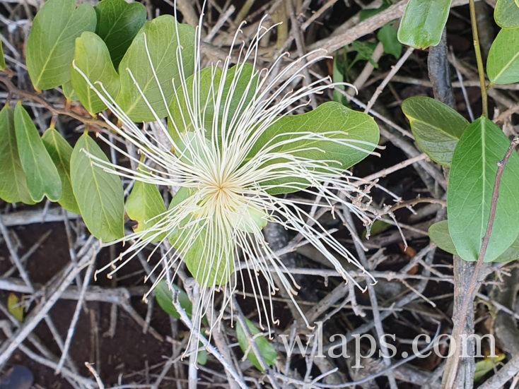 fleur des antilles