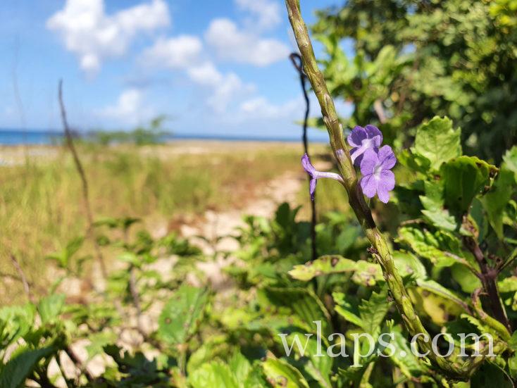 sentier de randonnée après la Pointe d'Antigue