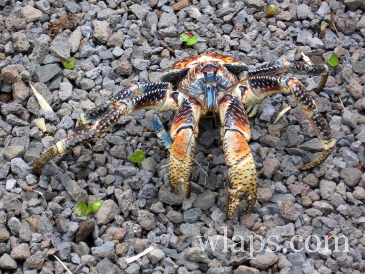 Crabe des cocotiers à Tahiti