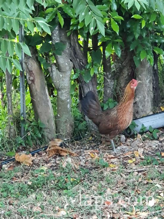 poule à Tahiti