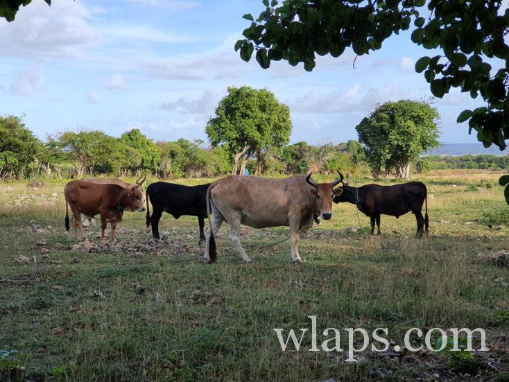 Bovins locaux de Polynésie