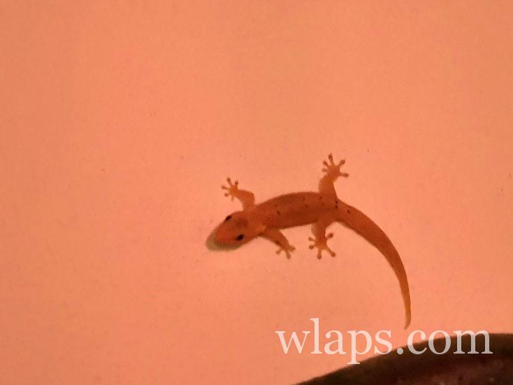 Un margouillat sur le mur de la cuisine