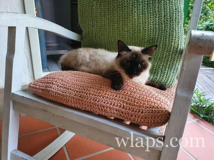 chat en Polynésie