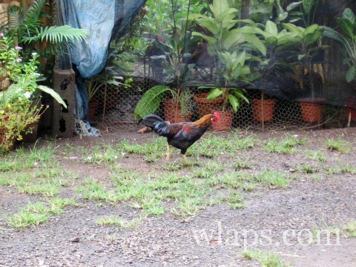 Un coq en liberté à Tahiti