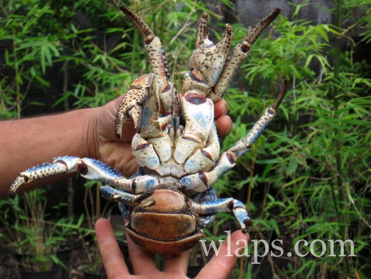 Crabe des cocotiers à Tahiti