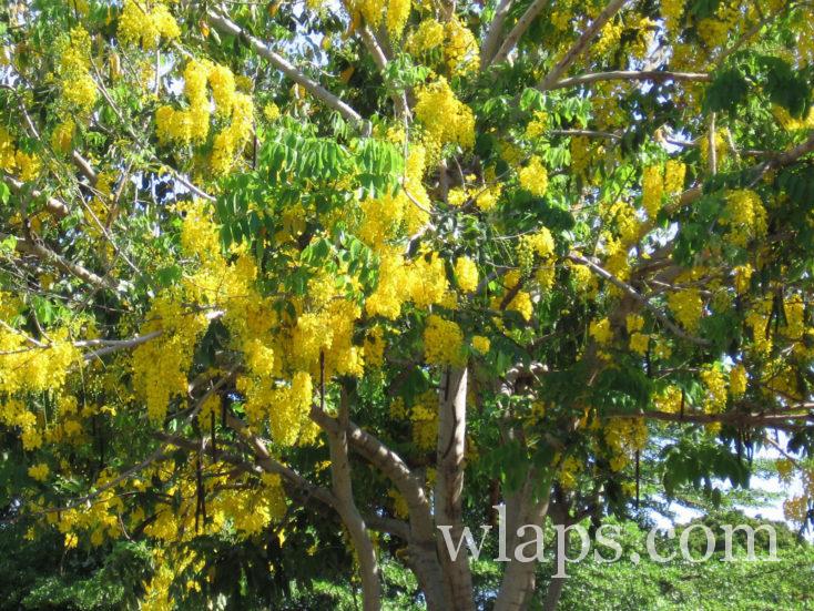 arbres aux fleurs jaunes à Moorea