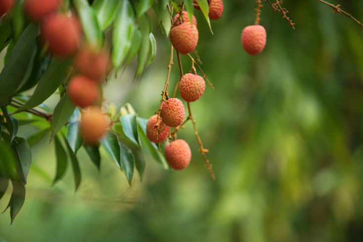 Grappe de fruits de Tahiti : les litchis