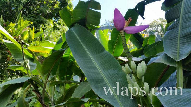 Fleur de bananier et son régime de bananes à Tahiti
