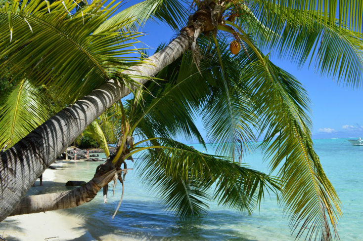 cocotiers dans la mer à Bora Bora