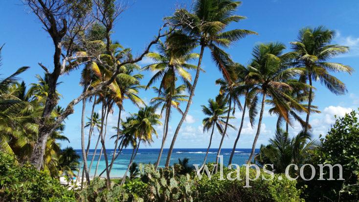 Où faire ses courses en Martinique ? dans ce paysage de cocotiers