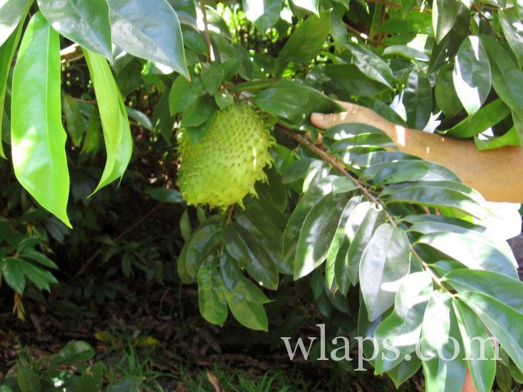 corossol dans le jardin en Polynésie