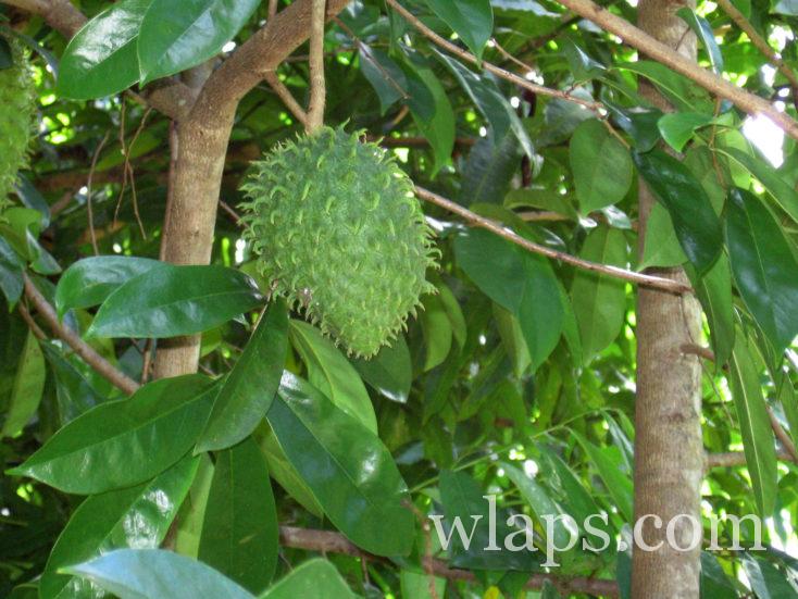 corossol de Tahiti