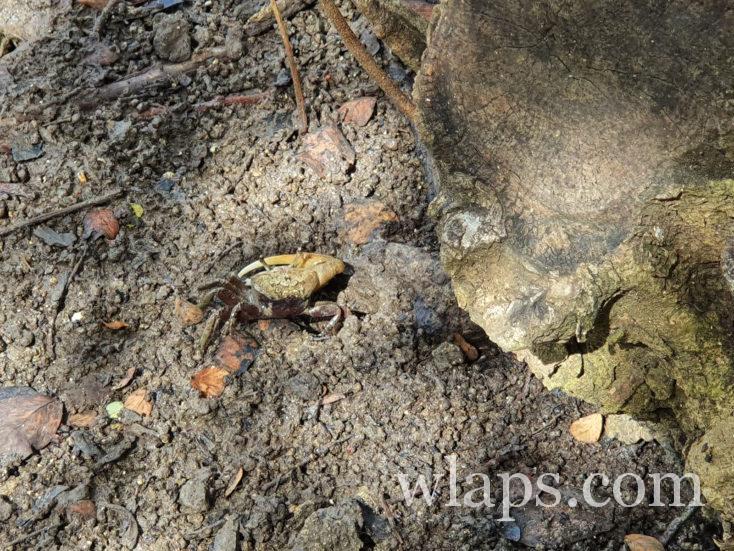 Crabe de terre en Polynésie