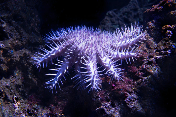 Étoile de mer épineuse