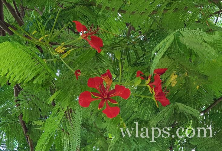 Fleurs de flamboyants à Moorea