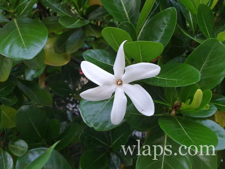 fleur tropicale à Tahiti