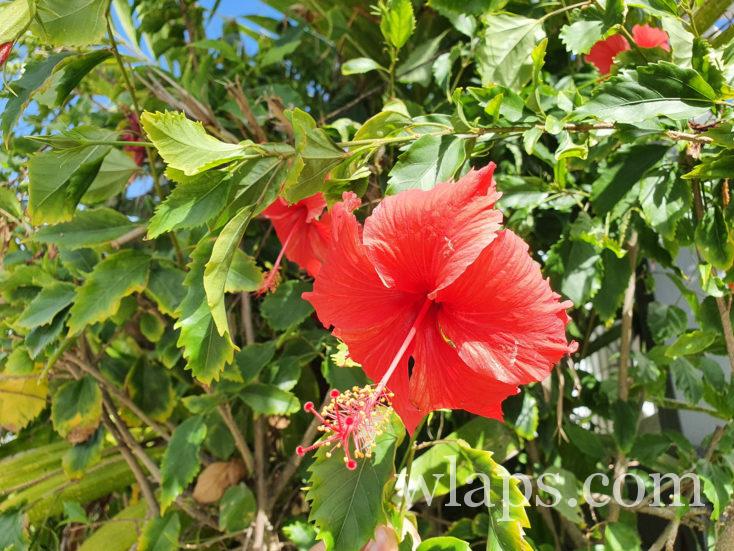 Fleur d'hibiscus rouge à Tahiti