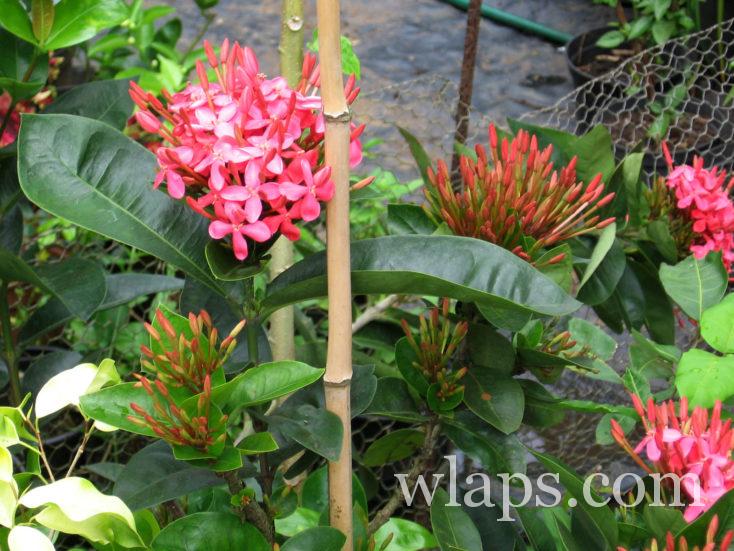 Fleurs dans le jardin sur l'île de Tahiti