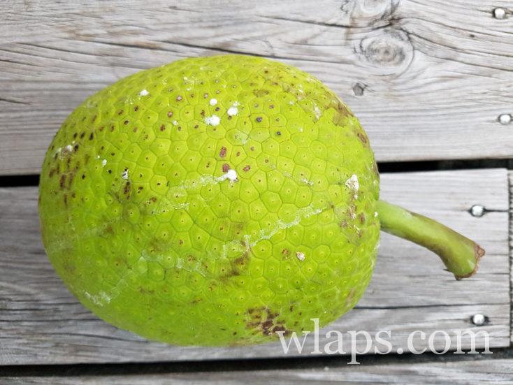 Fruit à pain de Tahiti