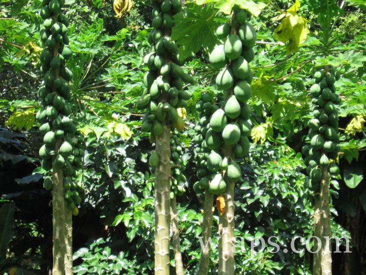 papaye et arbre de papayer à Tahiti
