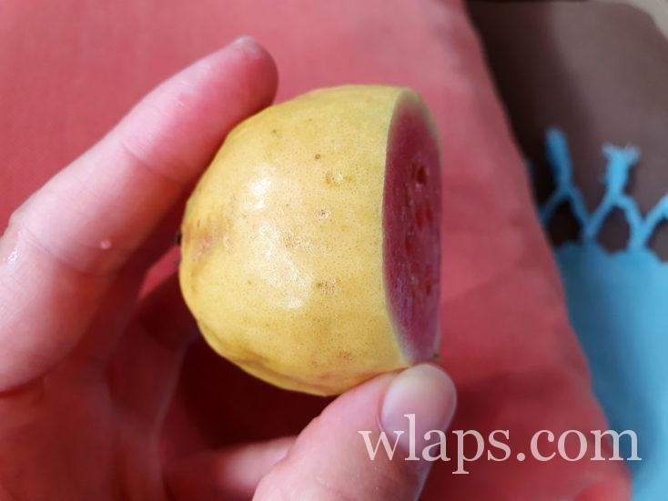 goyave de Tahiti, un fruit délicieux