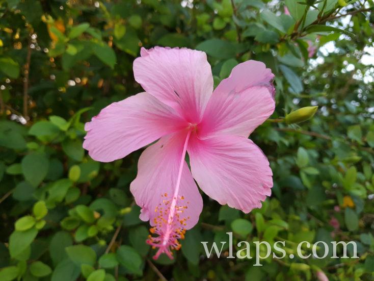 fleur d'hibiscus à Bora Bora