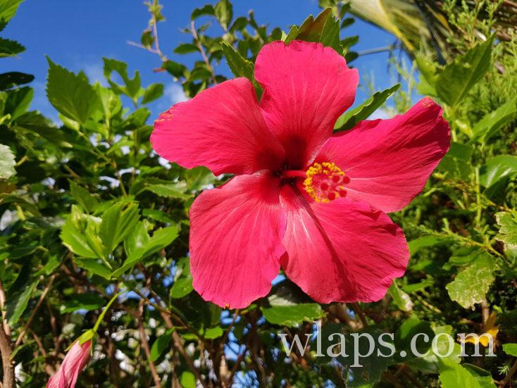 fleur d'hibiscus à Bora Bora