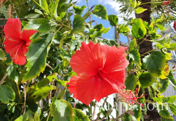 hibiscus en Polynésie