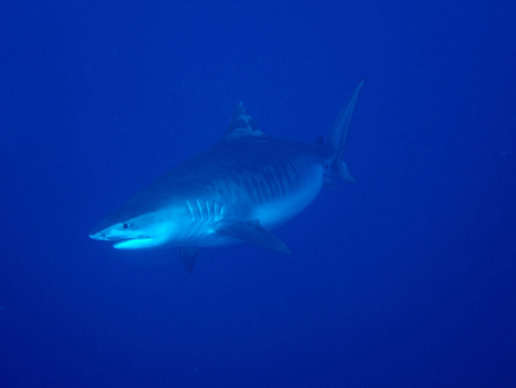requin à Tahiti