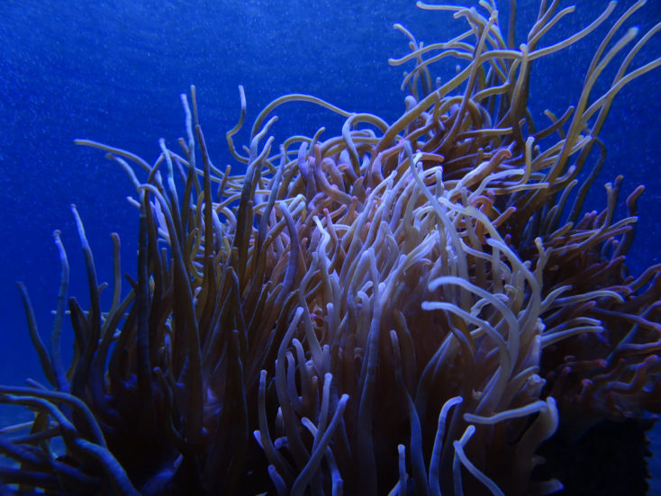 Anémone de mer en polynésie