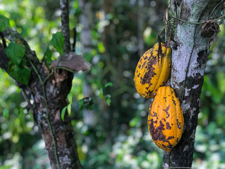 cabosses sur leur arbre à Tahiti