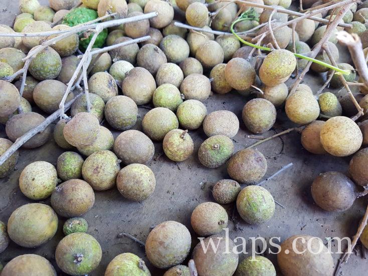 longanes, un fruit de Tahiti