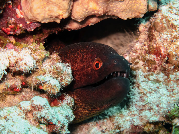 murène, animal dangereux, à Tahiti