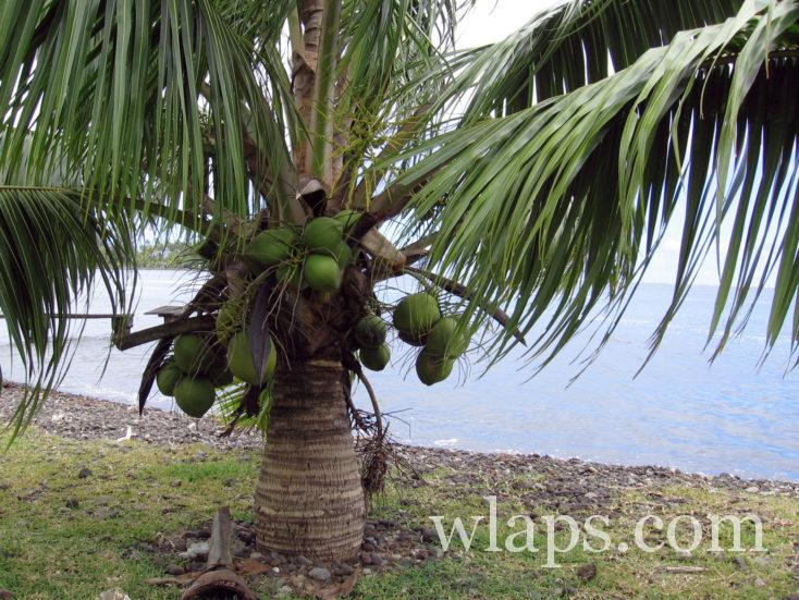 Des noix de coco à Tahiti