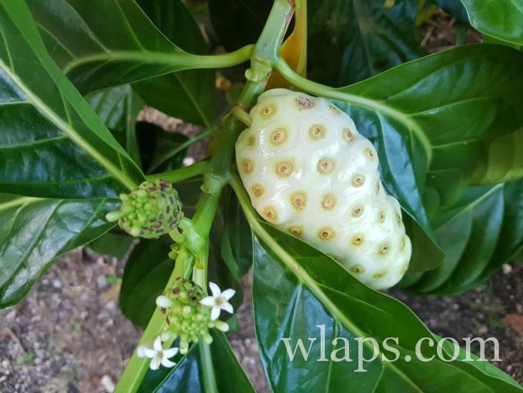 noni de Tahiti