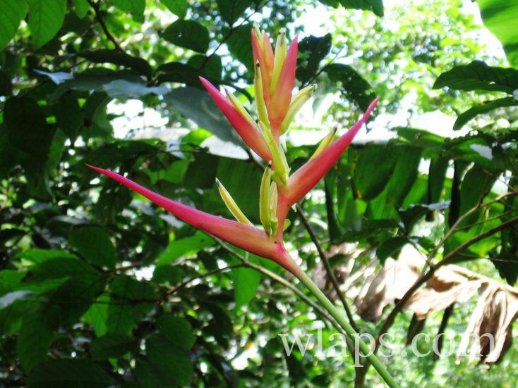 Fleur oiseau de paradis