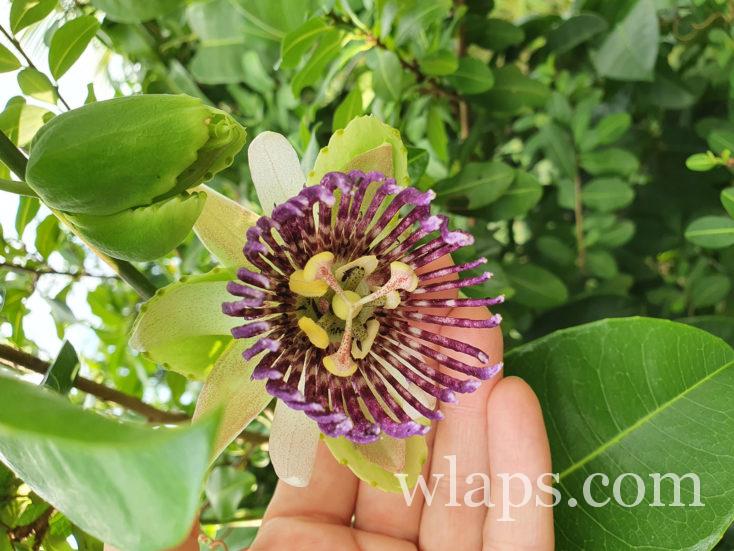 Fleur de passiflore à Tahiti