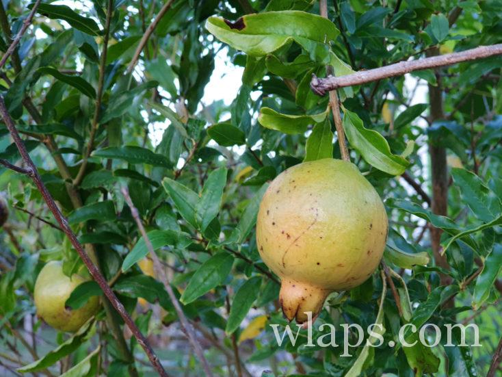 le fruit de la grenade à Tahiti
