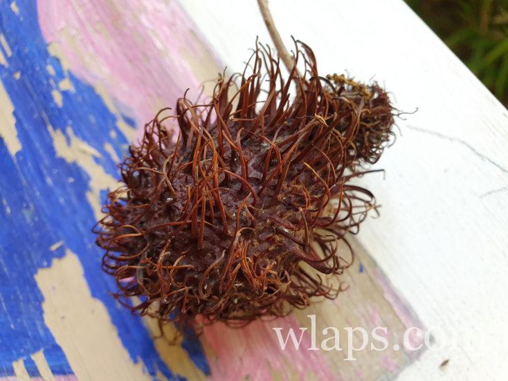 ramboutan, un fruit de Tahiti