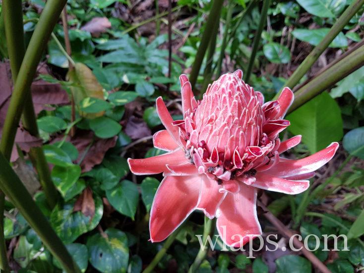 rose de porcelaine à Papeete