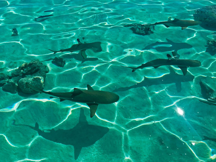 nager avec des requins et des raies à Bora Bora