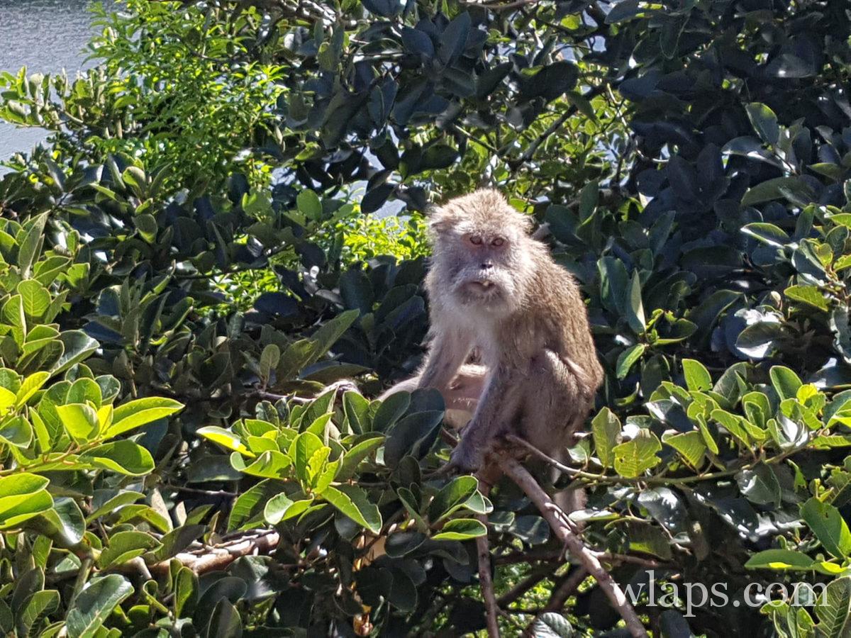 Singe autour de Grand Bassin