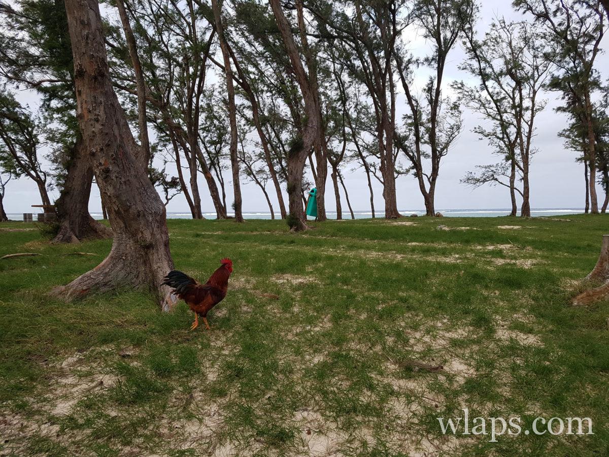 coq à côté de notre piscine à l'île Rodrigues