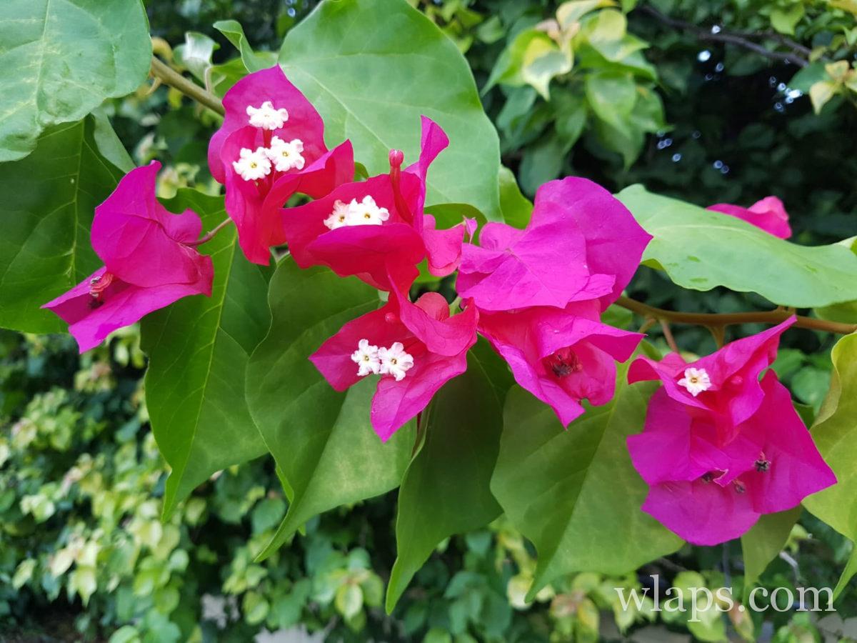 Bougainvillier en fleurs à l'île Maurice