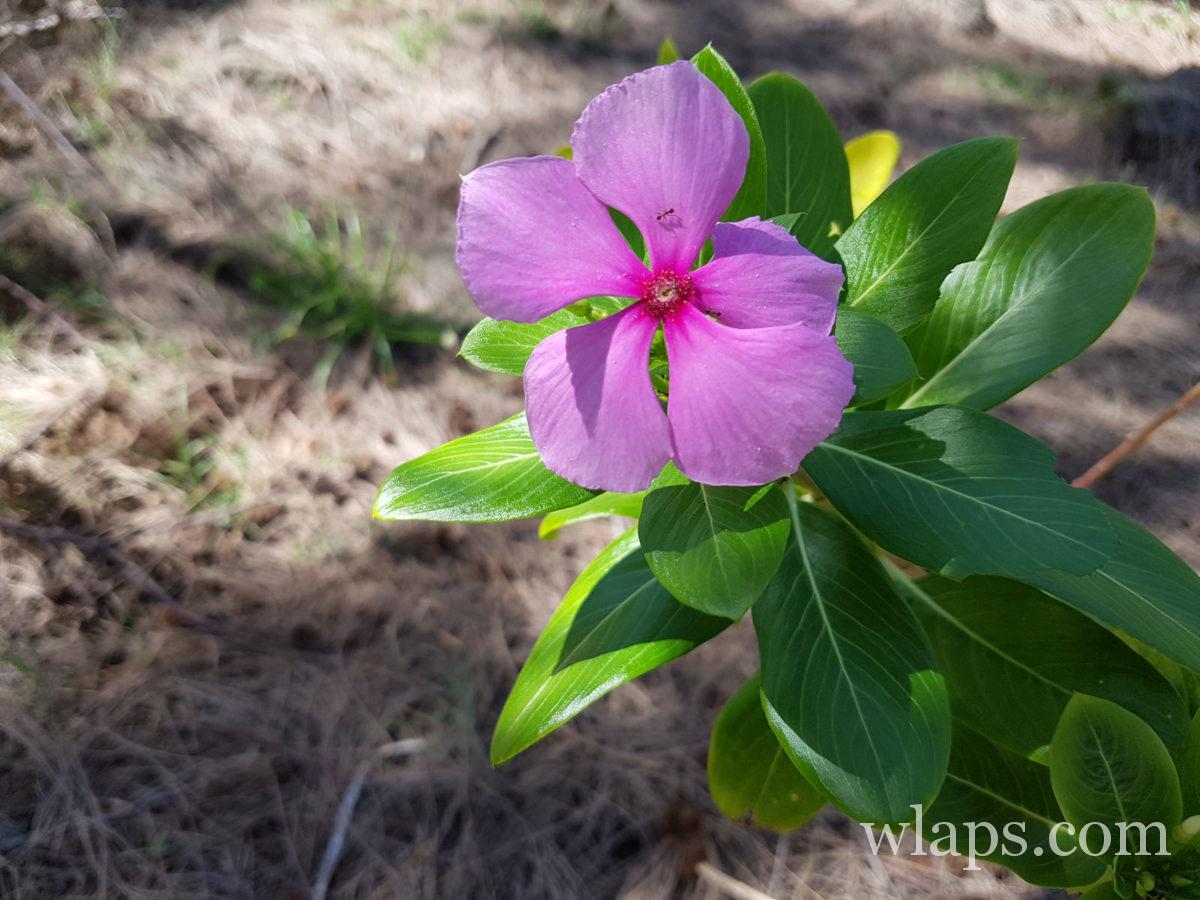 Fleur de l'île Rodrigues
