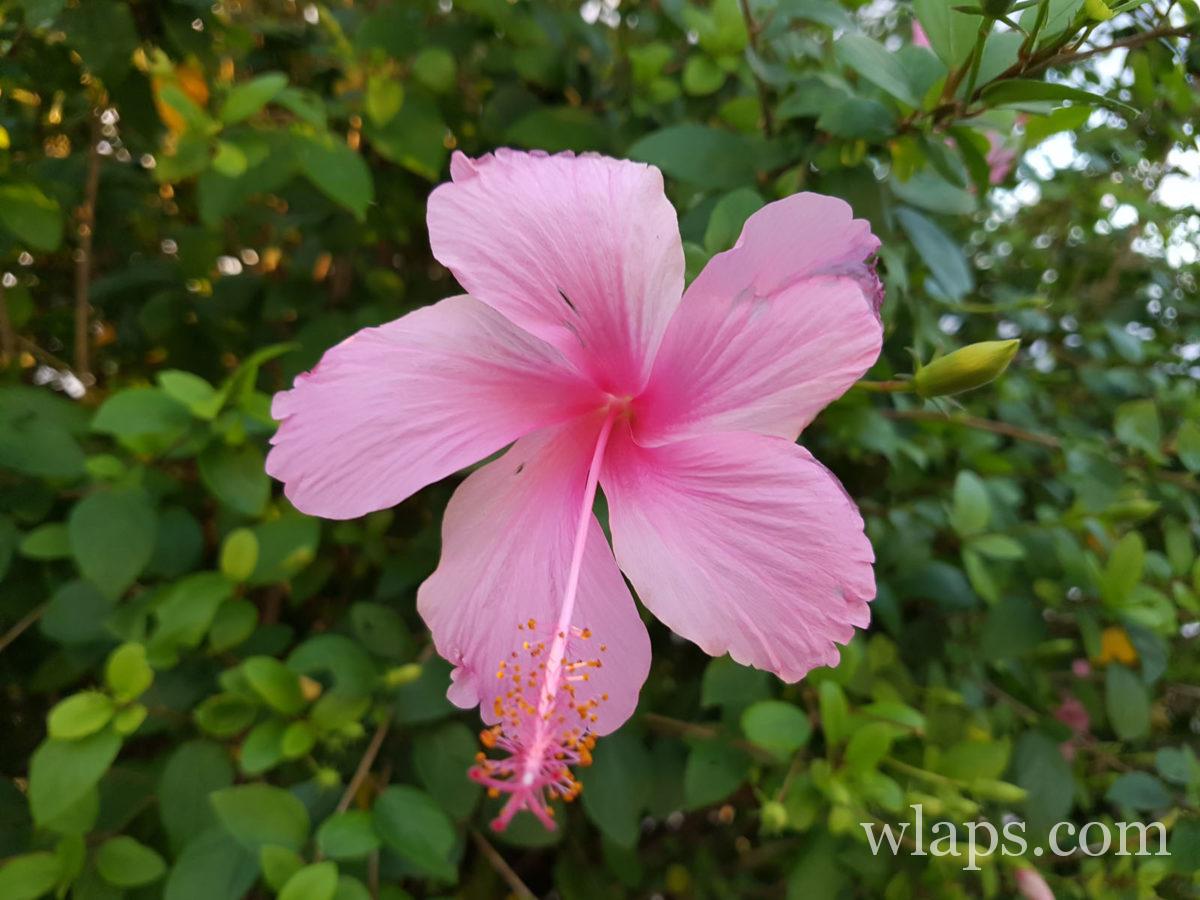 Fleur de l'île Rodrigues