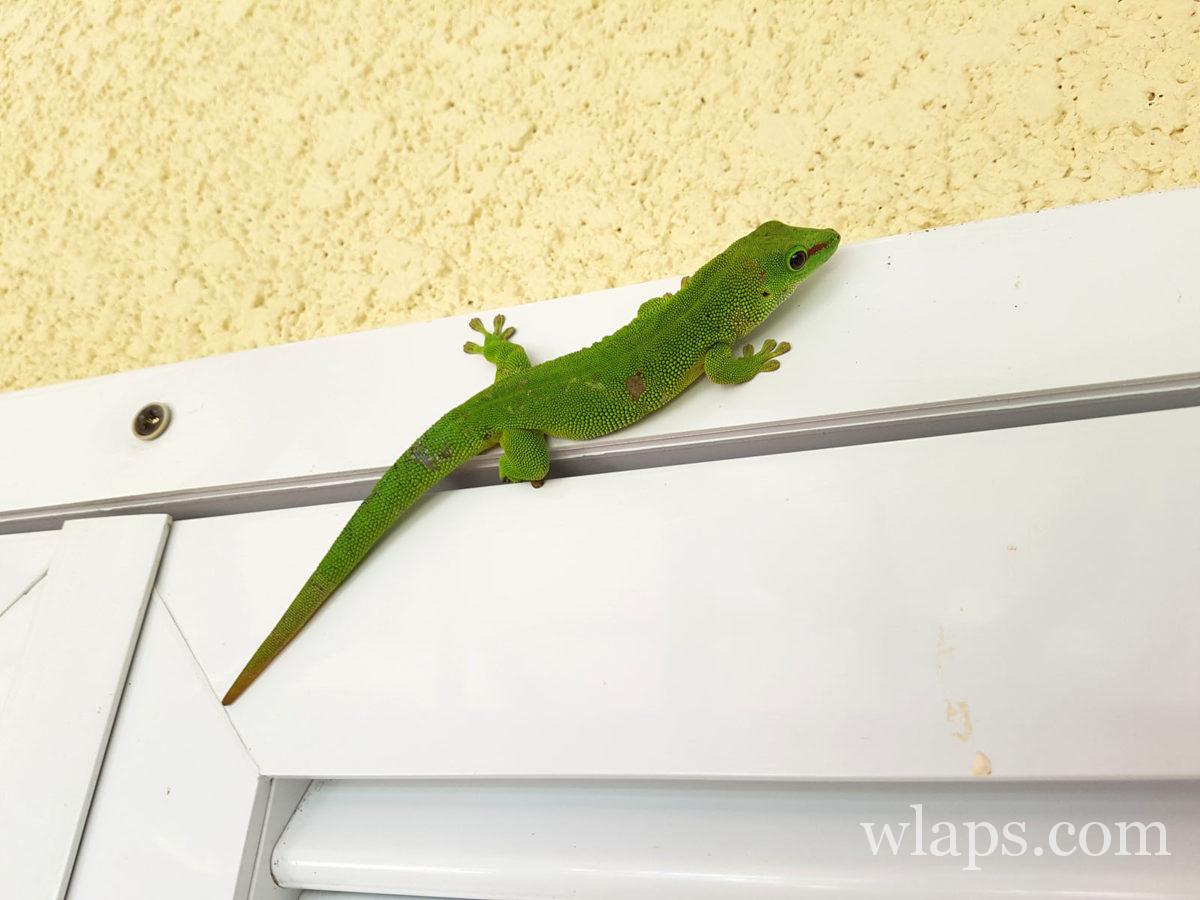 Geckos en haut d'une porte dans notre logement
